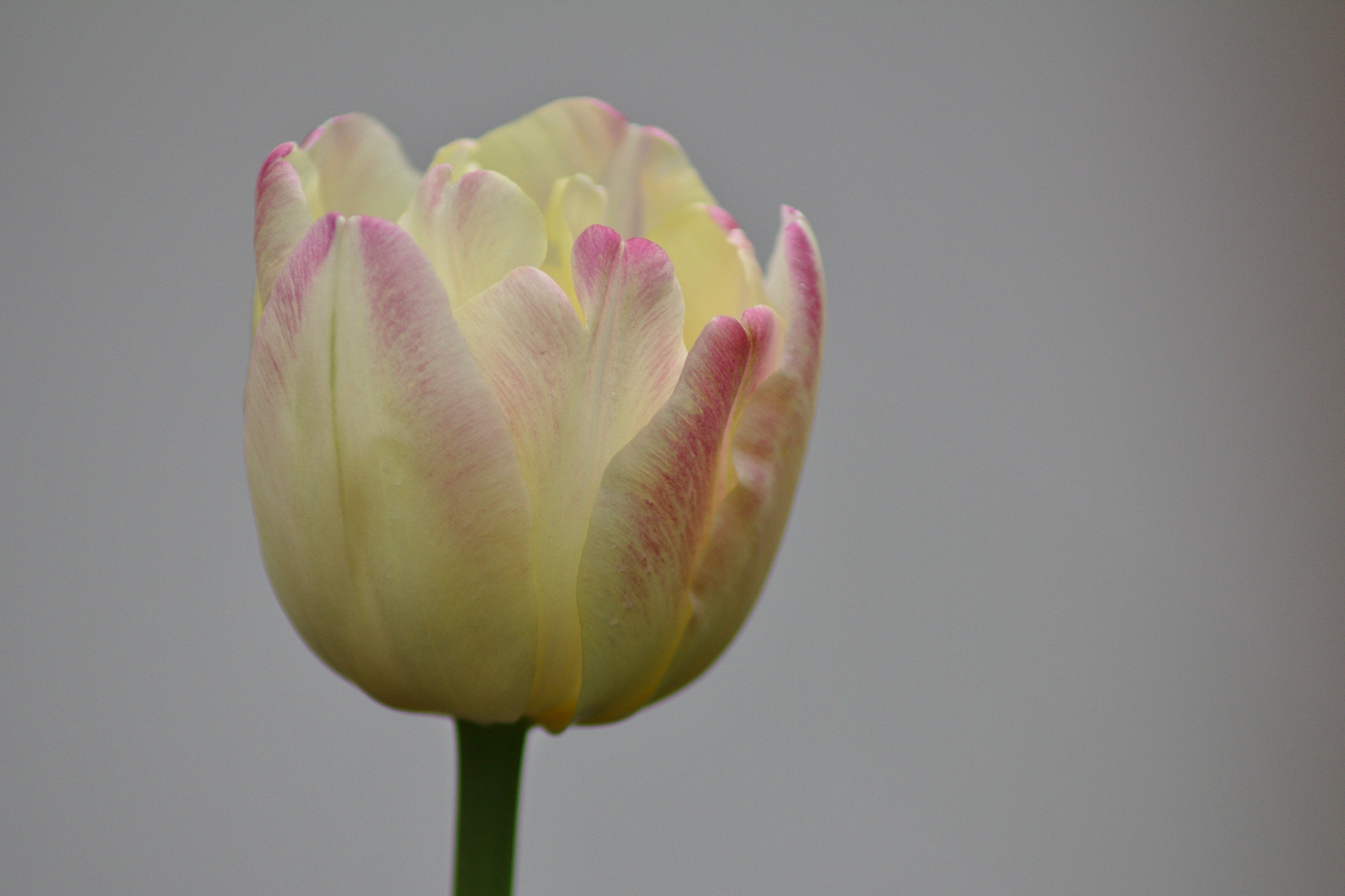 Fonds d'cran Nature Fleurs 