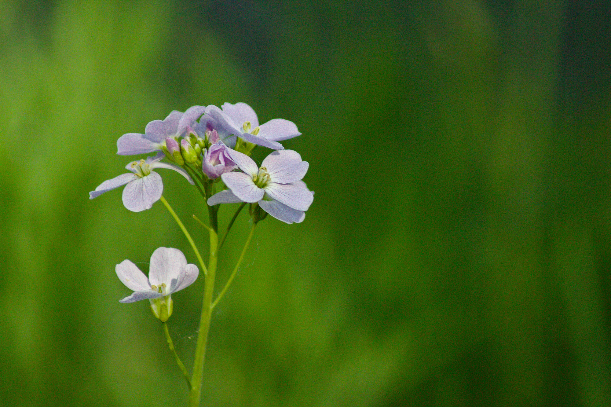 Fonds d'cran Nature Fleurs 