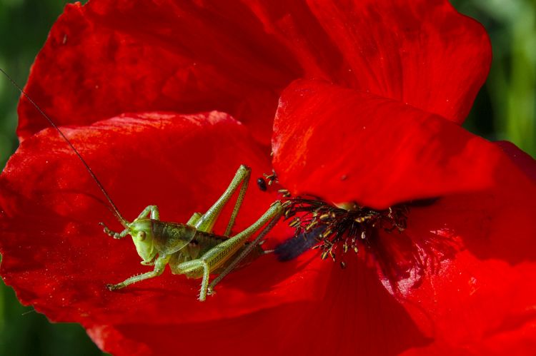 Fonds d'cran Animaux Insectes - Sauterelles et Criquets Wallpaper N460014