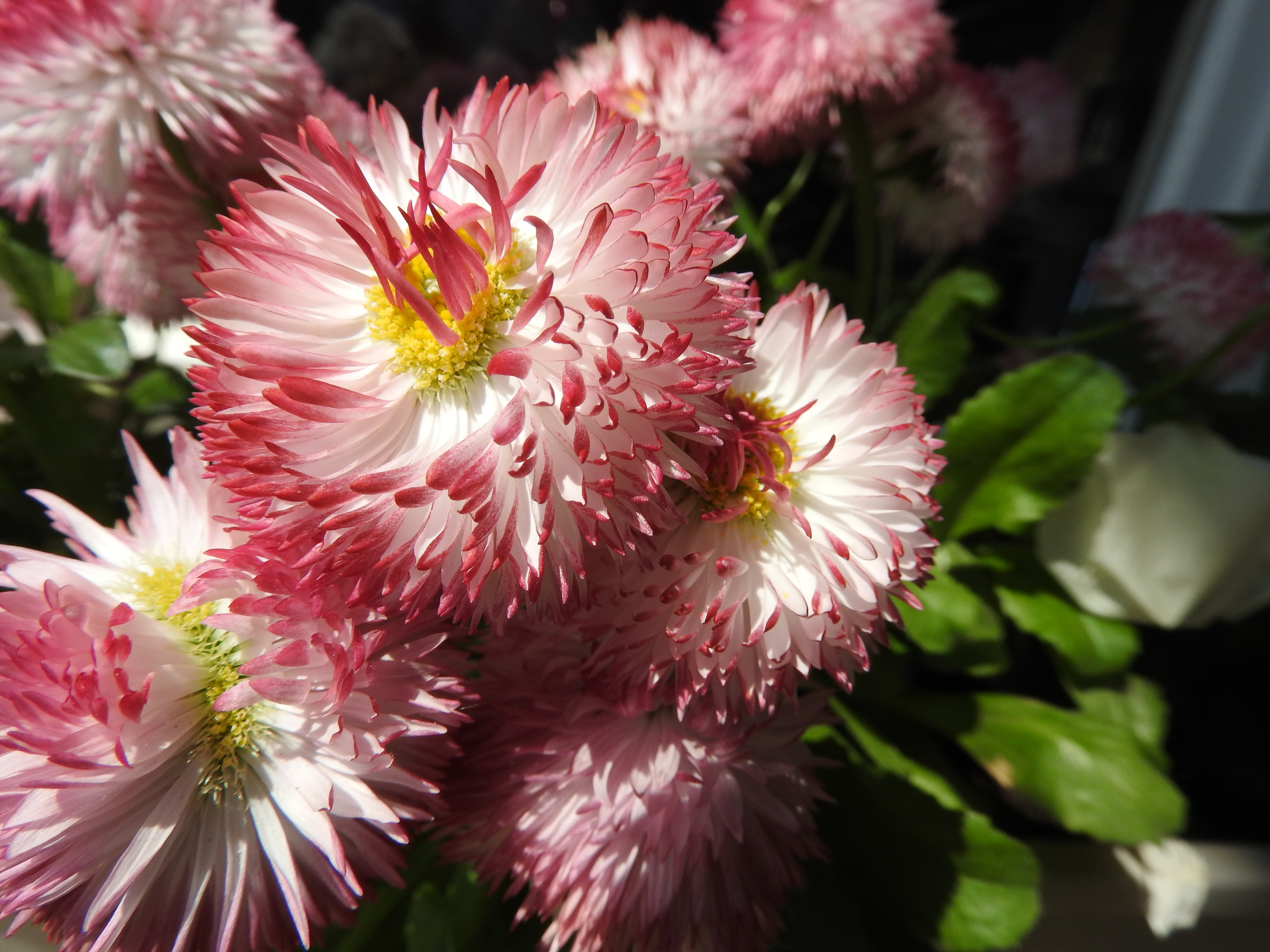 Fonds d'cran Nature Fleurs 