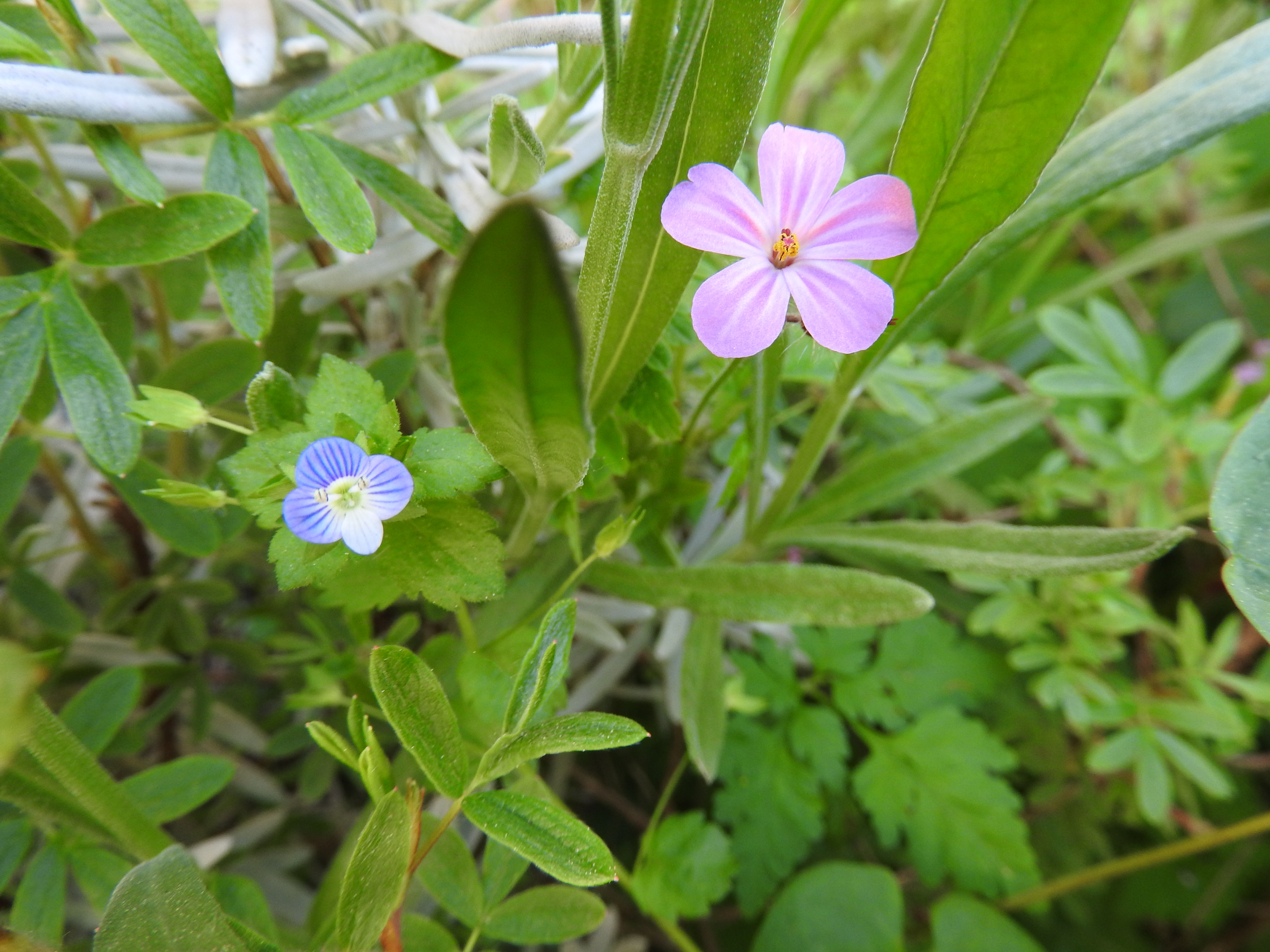 Fonds d'cran Nature Fleurs 