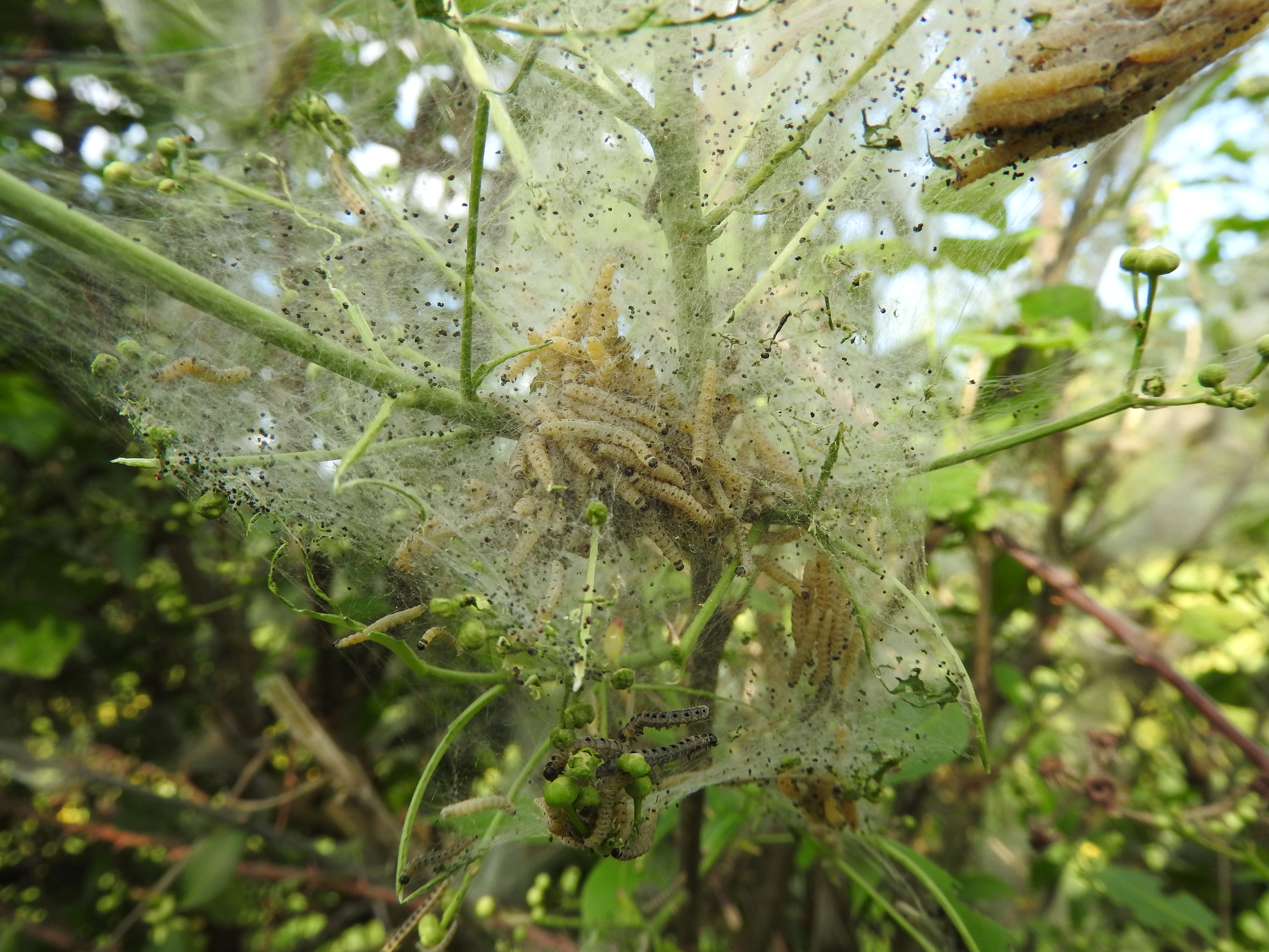 Fonds d'cran Animaux Insectes - Chenilles 