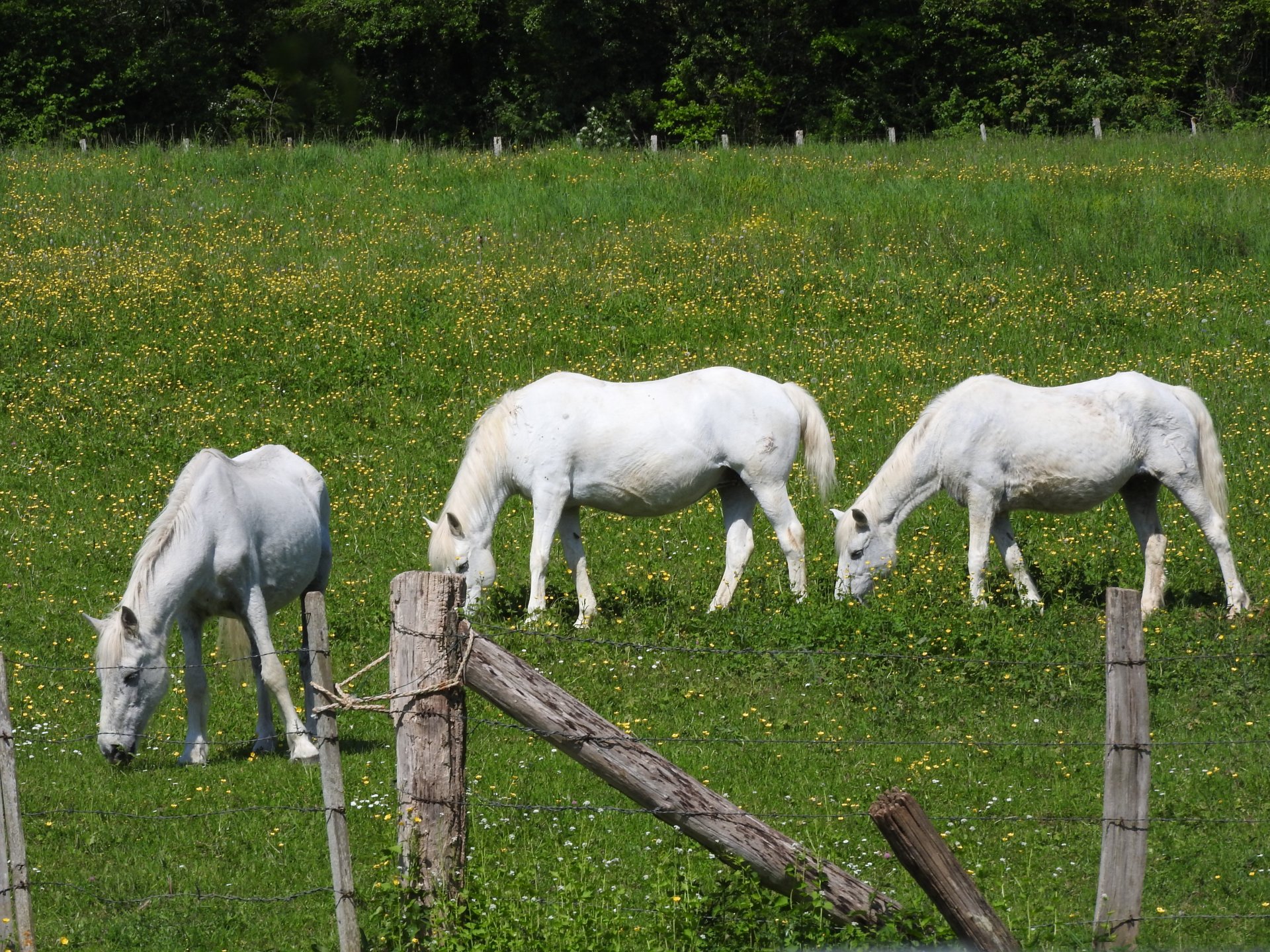 Fonds d'cran Animaux Chevaux 