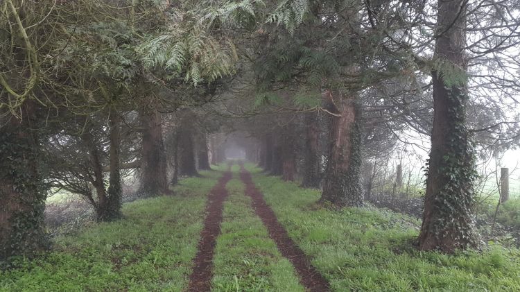 Fonds d'cran Nature Chemins Le sentier