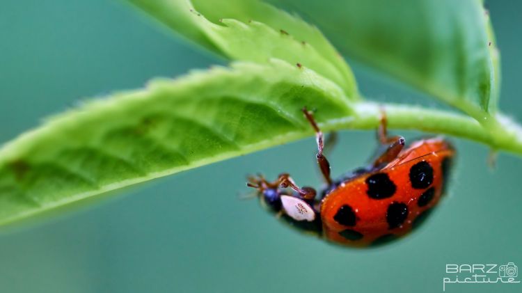 Wallpapers Animals Insects - Ladybugs Wallpaper N460051