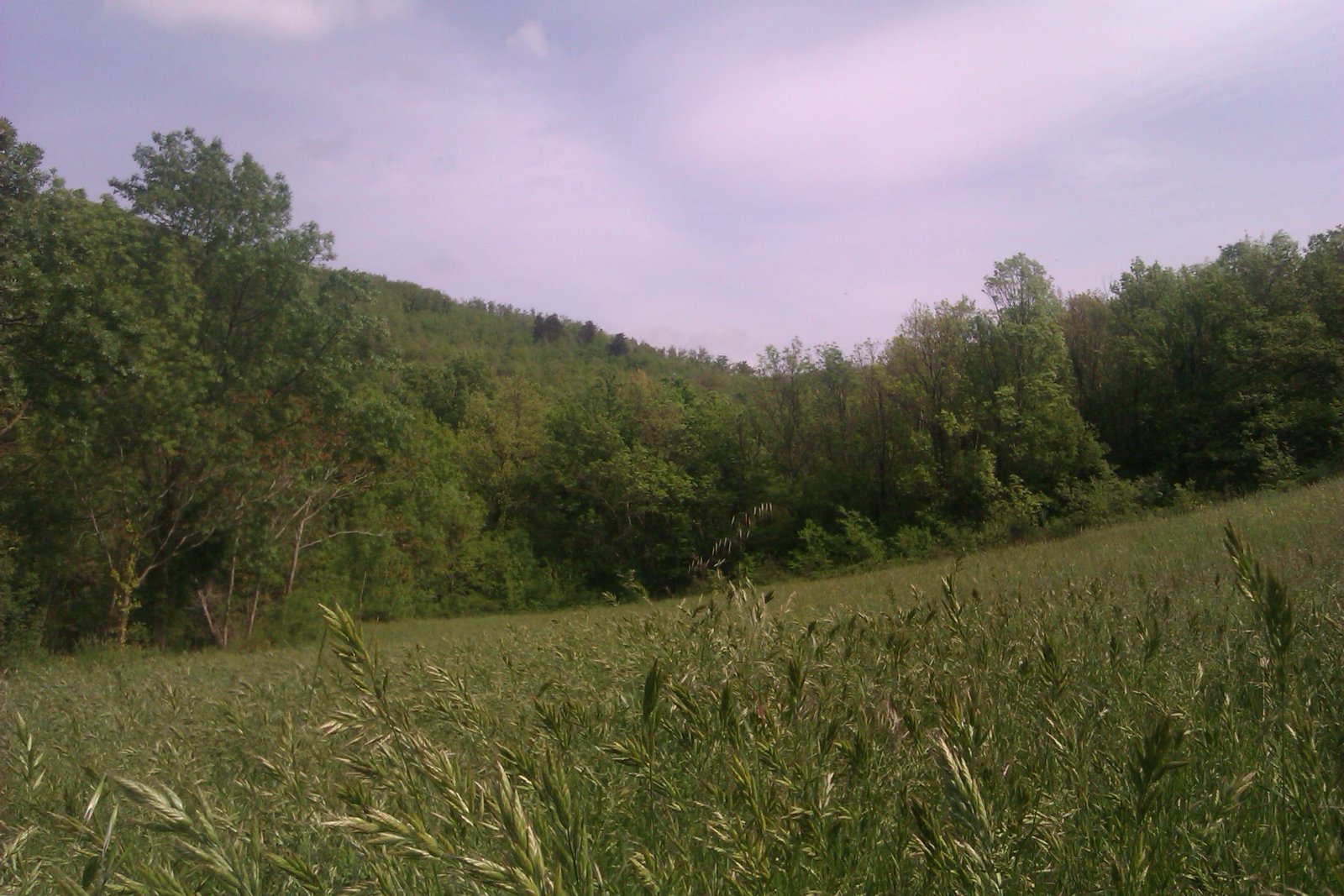 Fonds d'cran Nature Champs - Prairies 