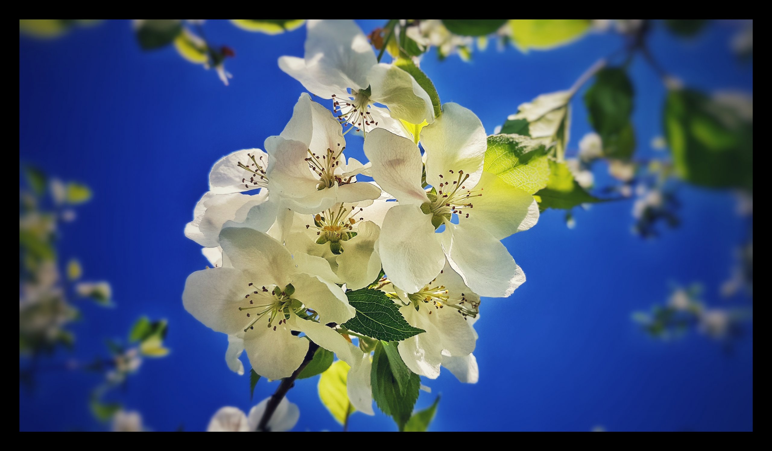 Fonds d'cran Nature Fleurs 