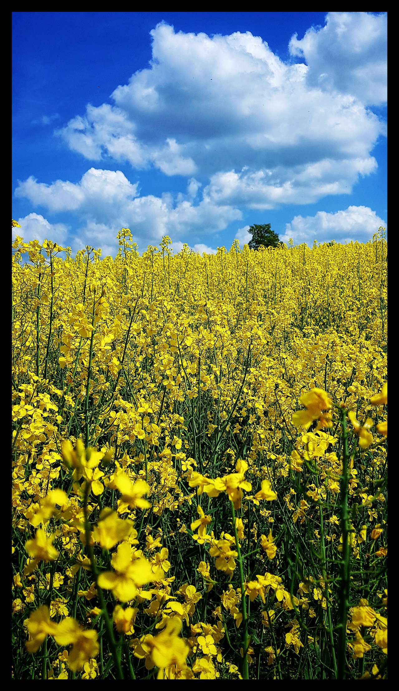 Fonds d'cran Nature Champs - Prairies 