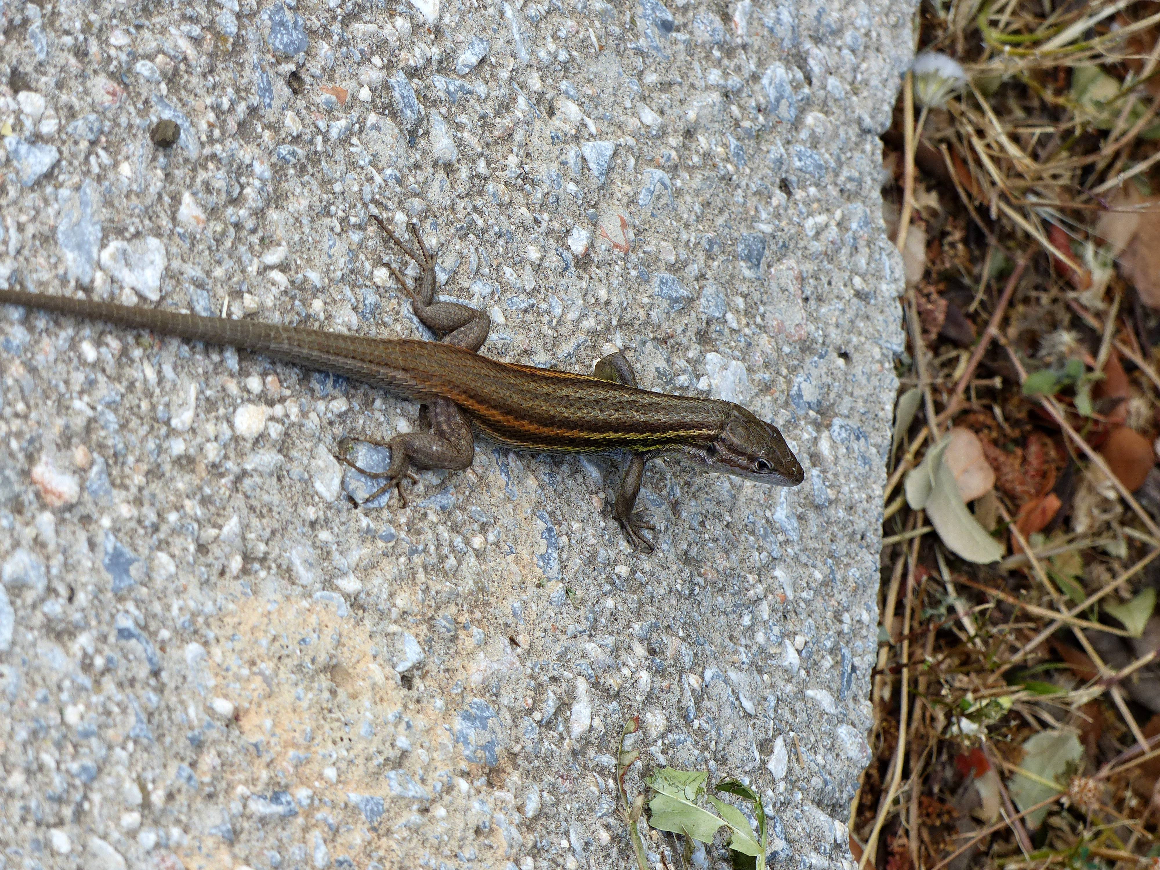 Fonds d'cran Animaux Lzards - Iguanes Lzard des murailles