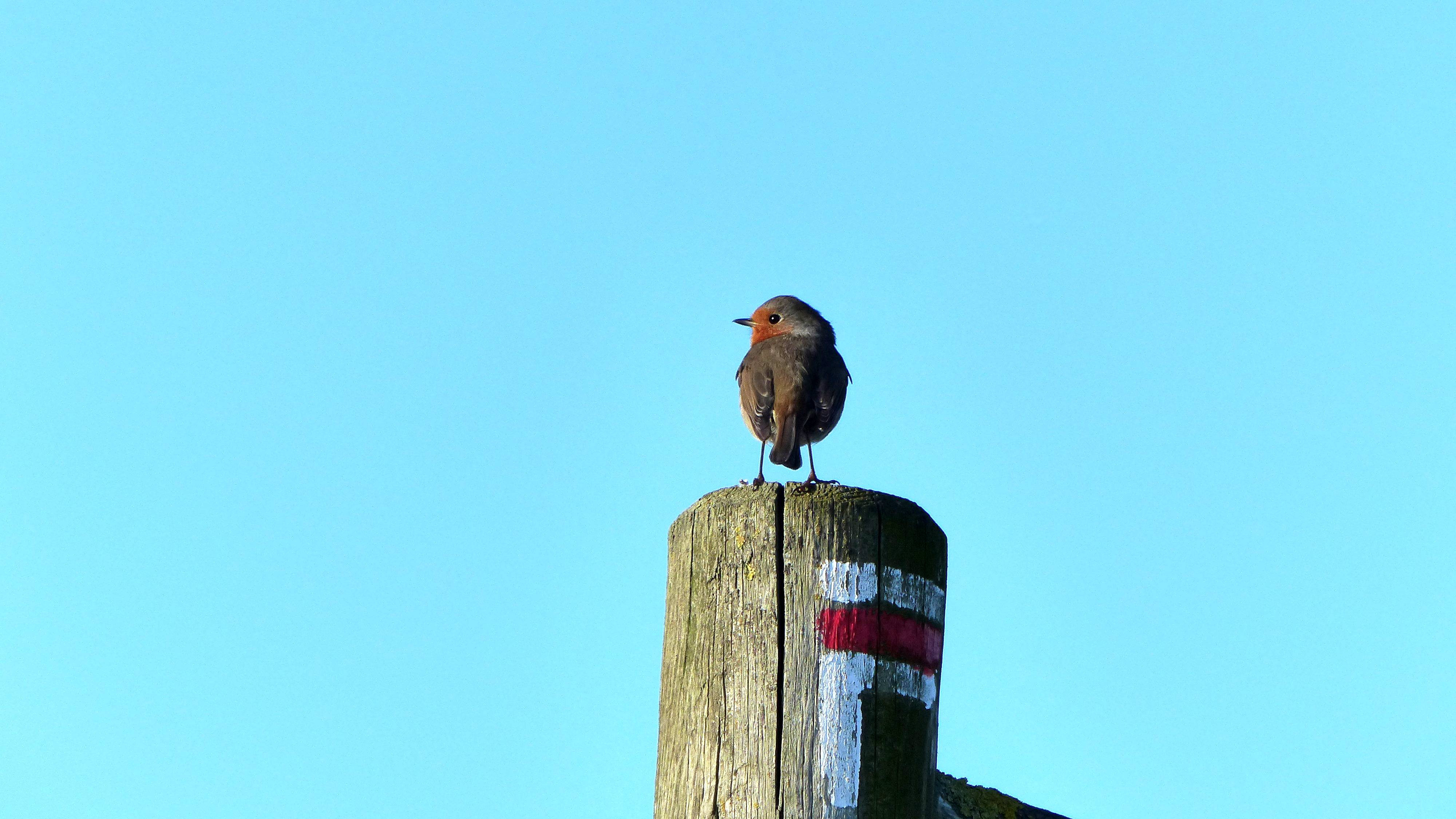 Fonds d'cran Animaux Oiseaux - Rougegorges Rouge-gorge. 