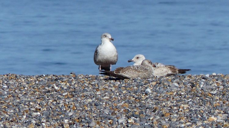 Fonds d'cran Animaux Oiseaux - Mouettes et Golands Mouettes