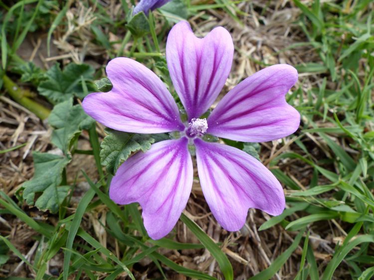 Fonds d'cran Nature Fleurs Fleurs 02