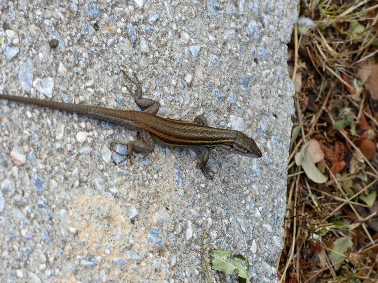 Fonds d'cran Animaux Lzards - Iguanes Lzard des murailles