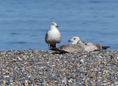  Animaux Mouettes