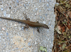 Fonds d'cran Animaux Lzard des murailles