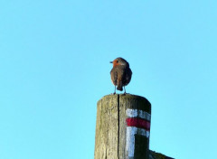  Animaux Rouge-gorge. 