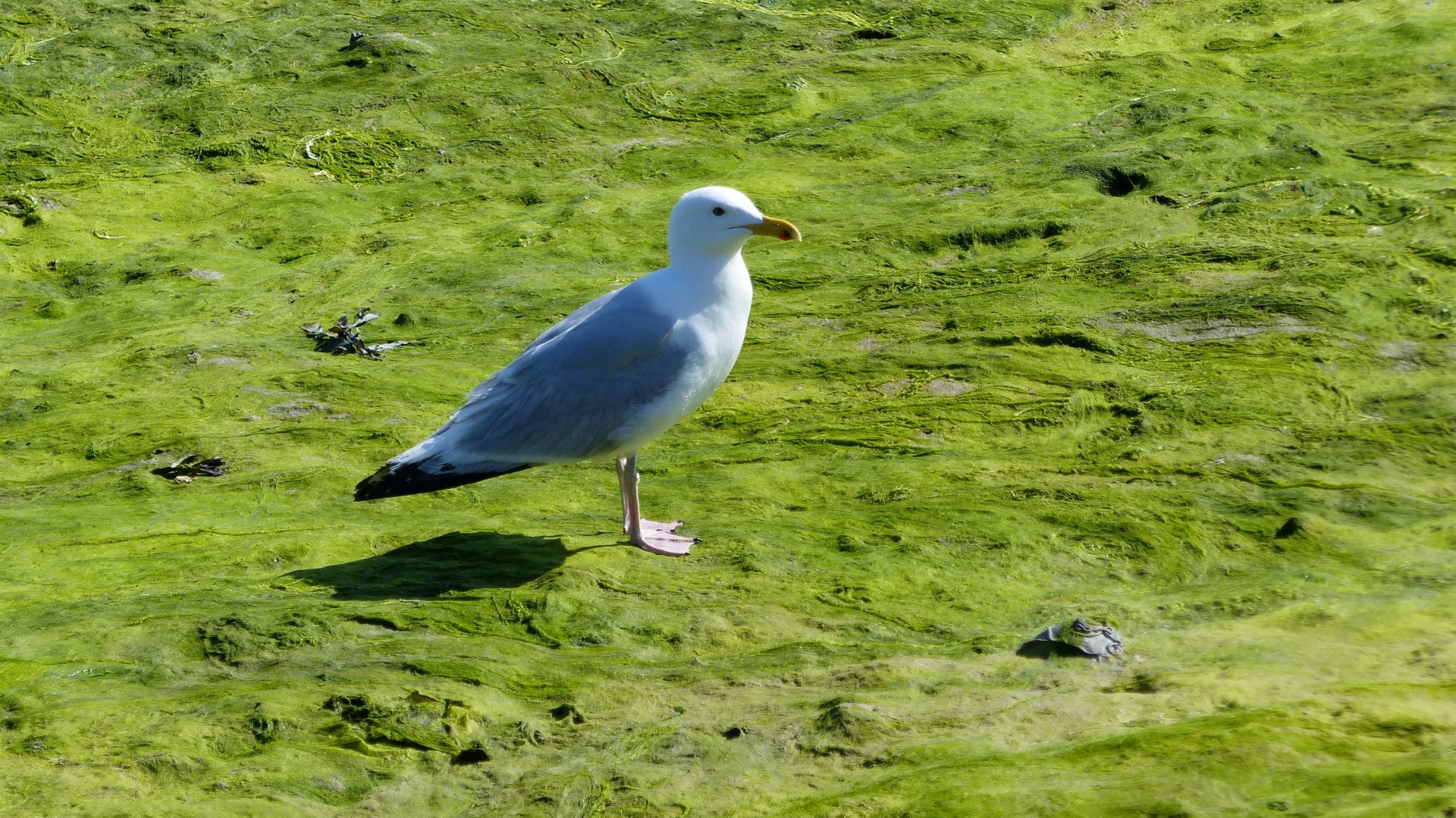 Fonds d'cran Animaux Oiseaux - Mouettes et Golands Goéland 01