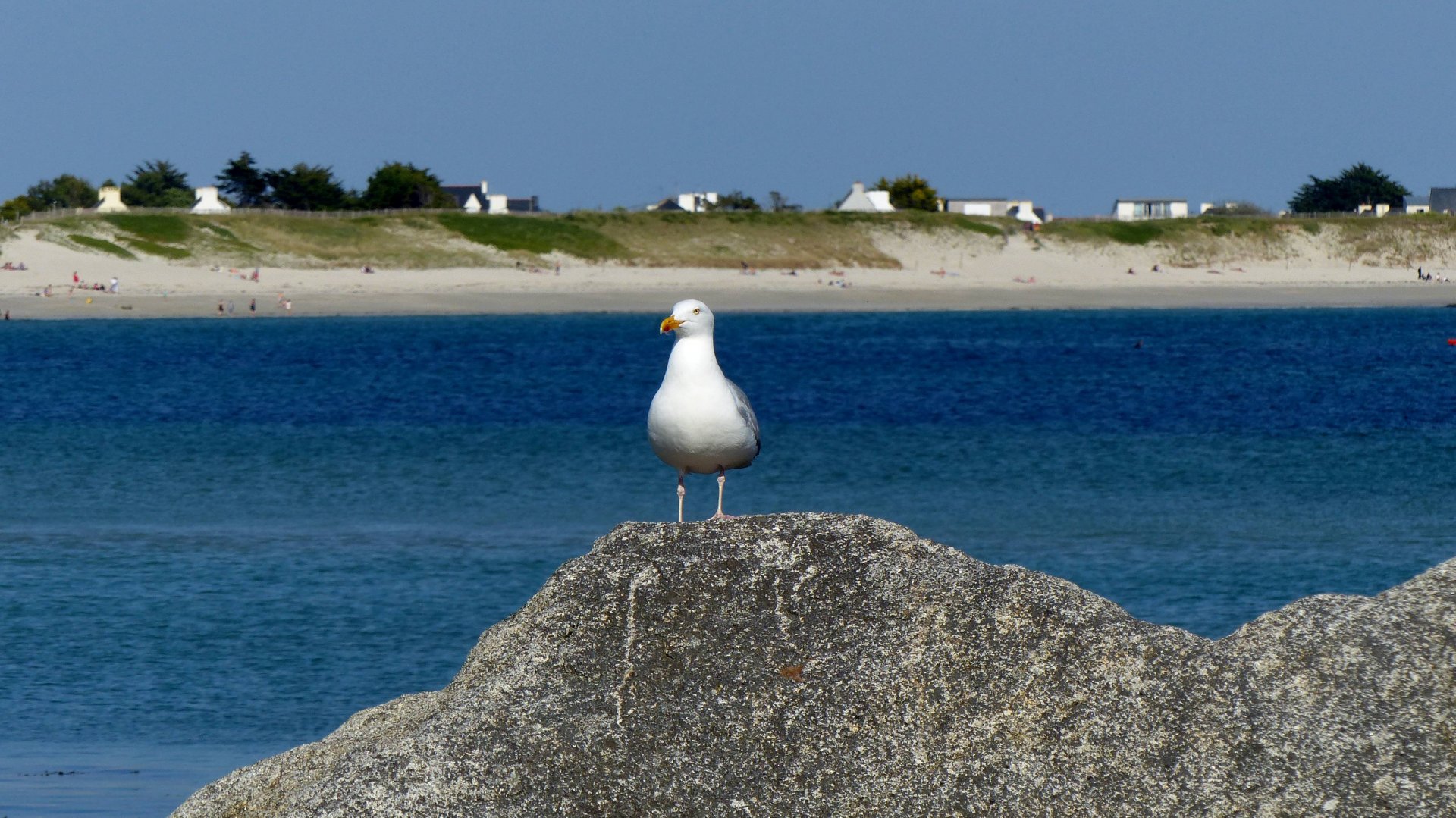 Fonds d'cran Animaux Oiseaux - Mouettes et Golands Goéland 02