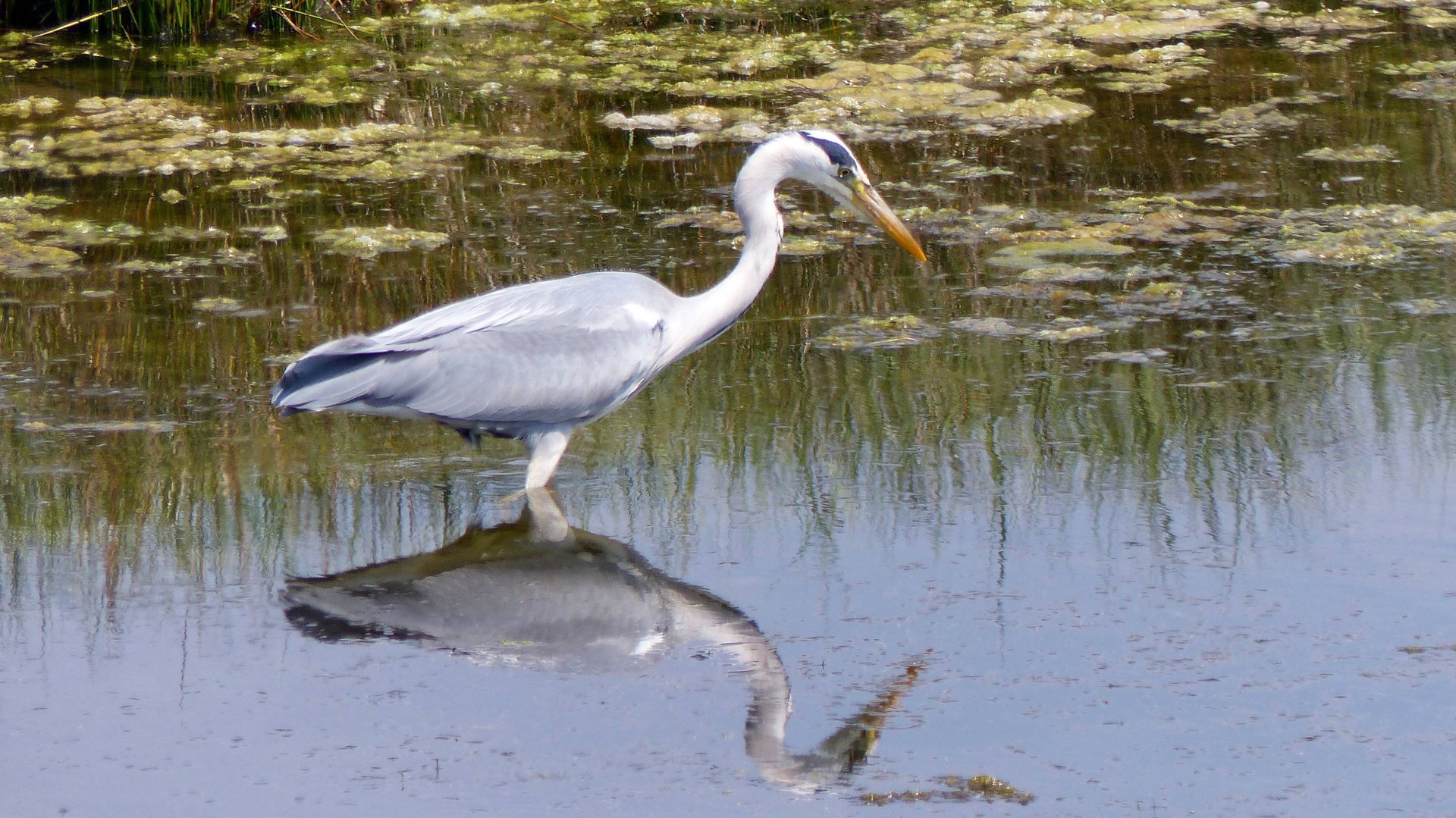 Wallpapers Animals Birds - Herons Héron Cendré 01