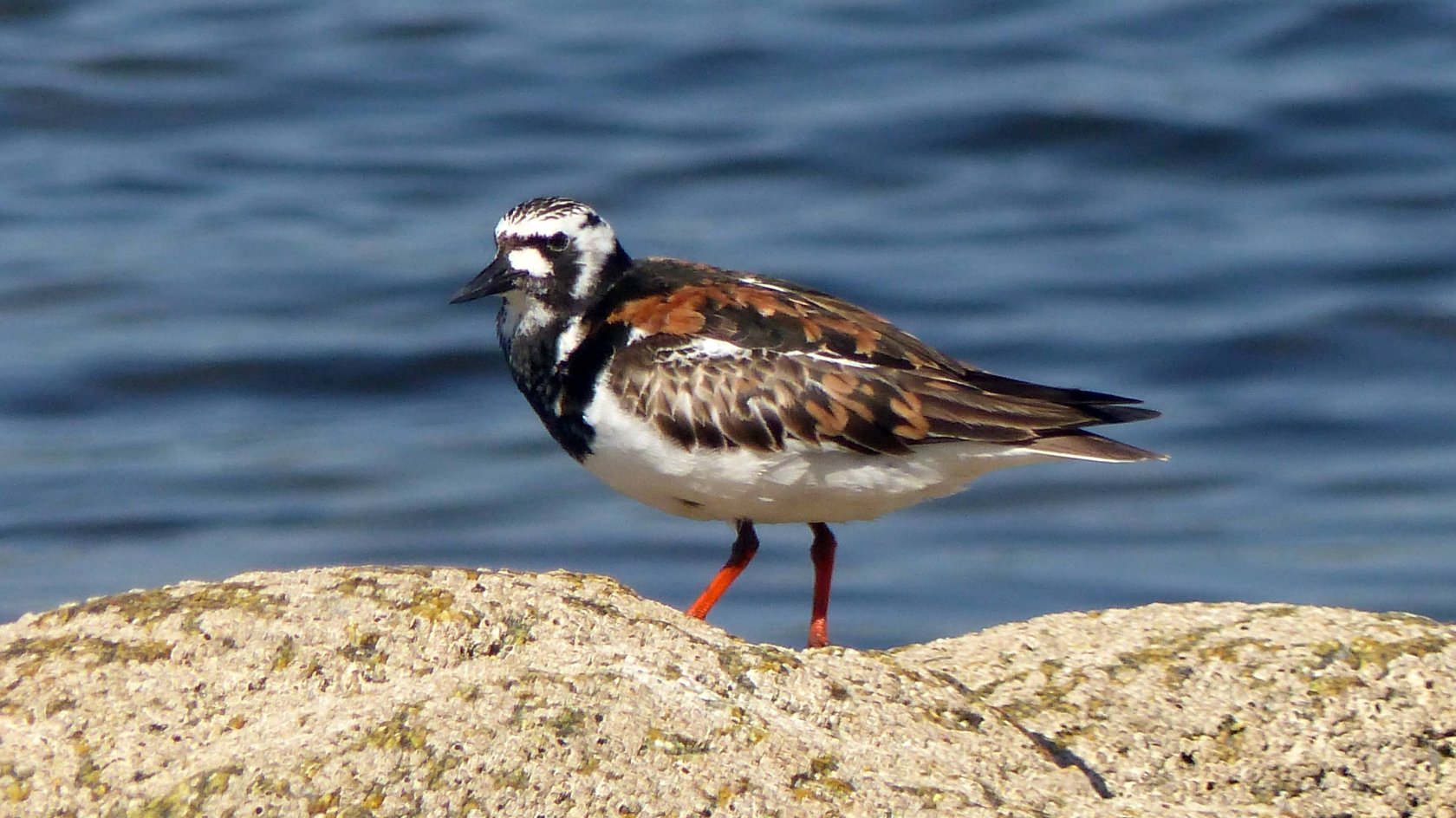 Fonds d'cran Animaux Oiseaux - Divers Tournepierre à collier