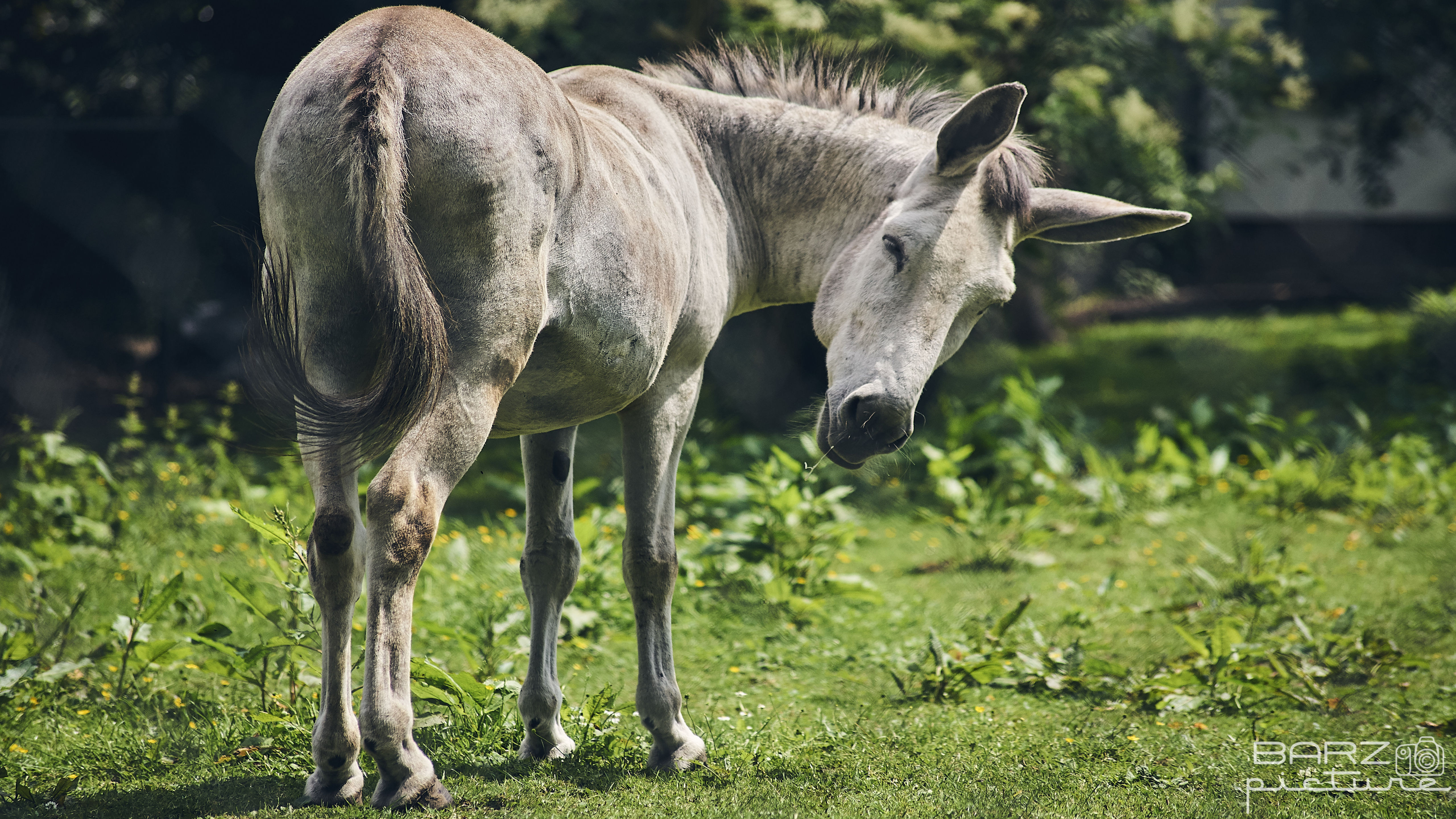 Fonds d'cran Animaux Chevaux 