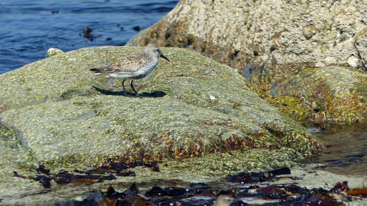 Fonds d'cran Animaux Oiseaux - Bcasses Bécasseau sanderling