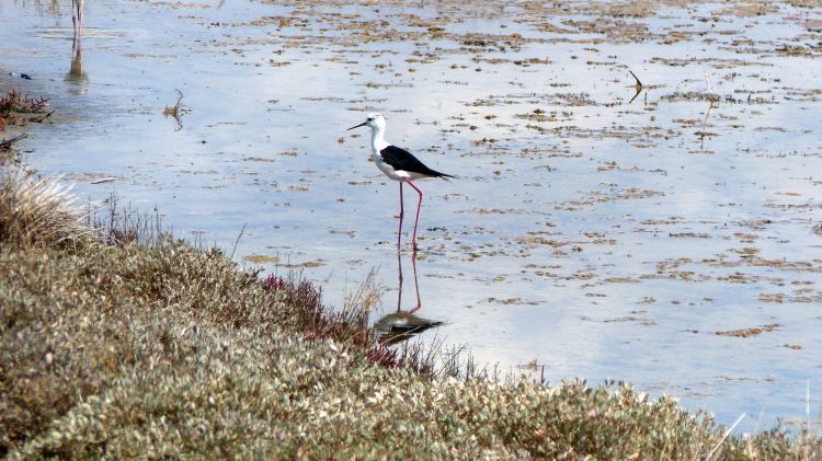 Wallpapers Animals Birds - White Stilts Wallpaper N460362