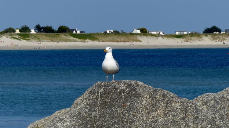 Fonds d'cran Animaux Oiseaux - Mouettes et Golands Goéland 02