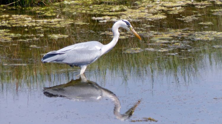 Wallpapers Animals Birds - Herons Héron Cendré 01