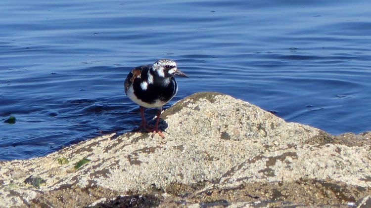 Fonds d'cran Animaux Oiseaux - Divers Tournepierre à collier