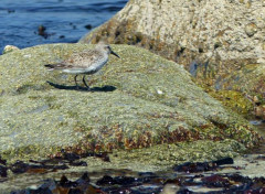  Animals Bécasseau sanderling