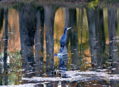  Animals Cormoran