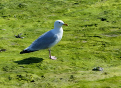  Animaux Goéland 01