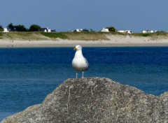  Animaux Goéland 02