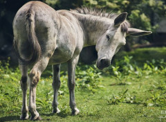  Animaux Image sans titre N460387