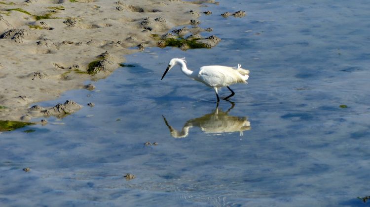 Wallpapers Animals Birds - Egrets Aigrette neigeuse.