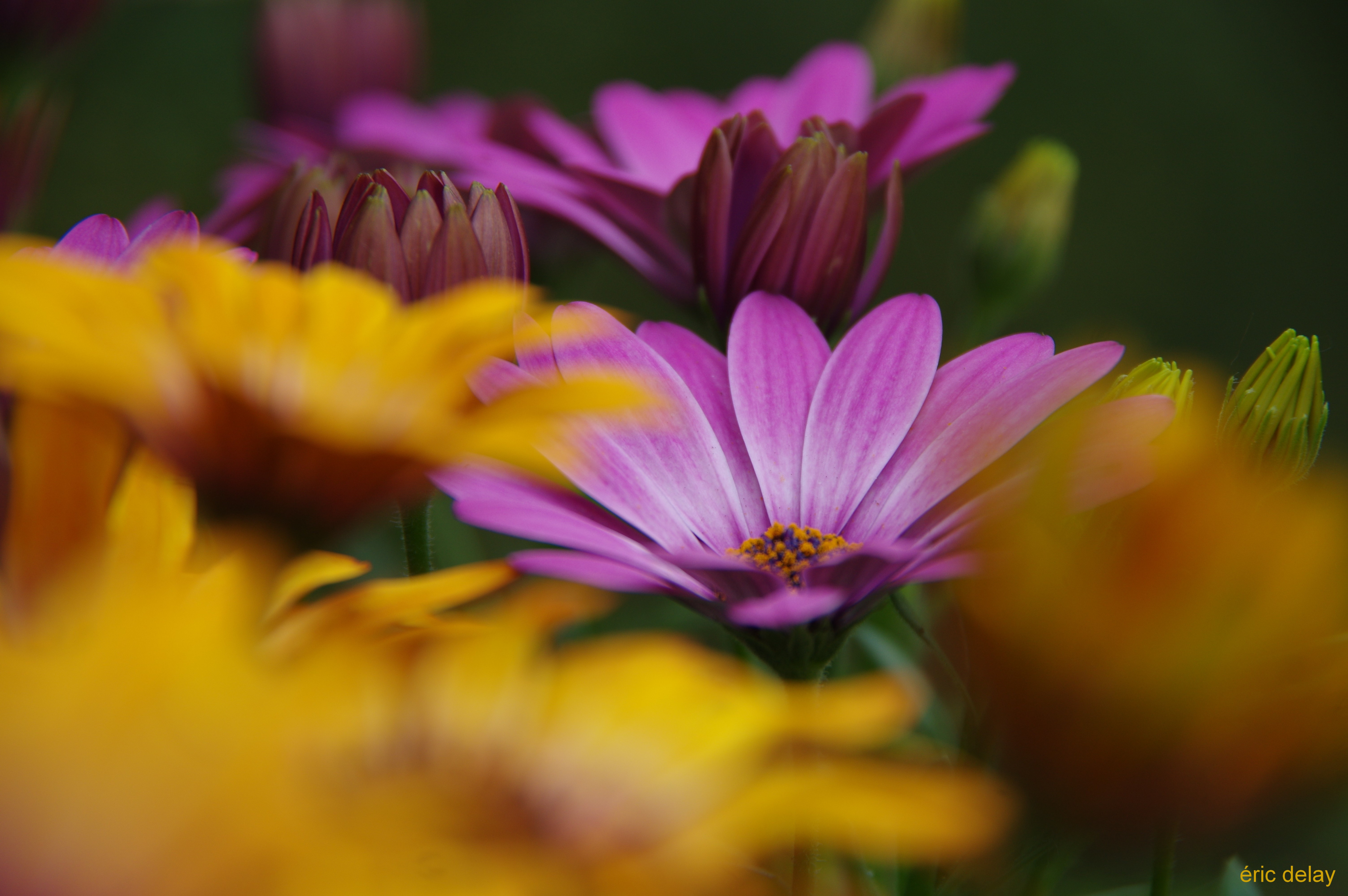 Fonds d'cran Nature Fleurs Fleur