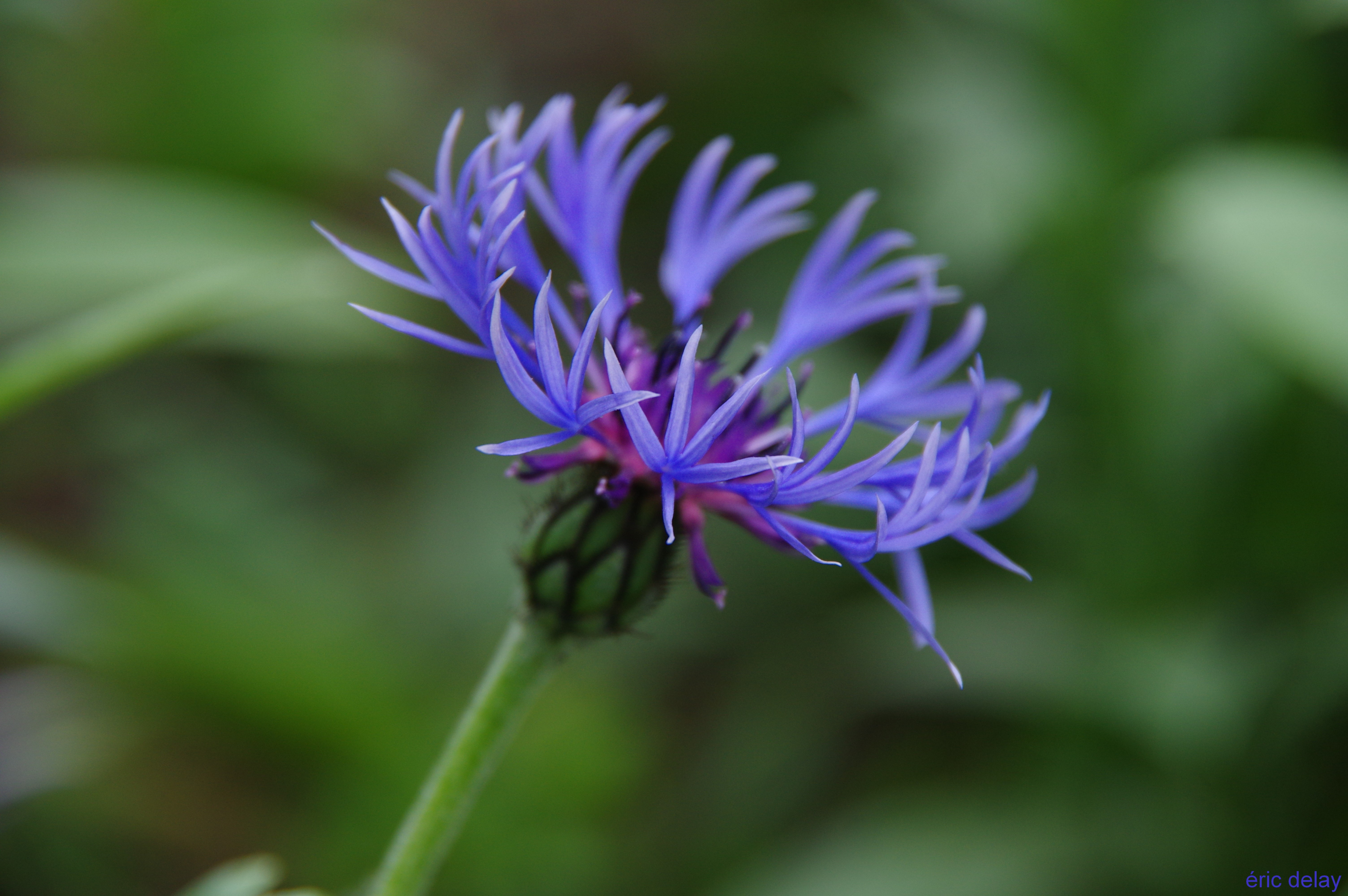 Fonds d'cran Nature Fleurs Fleur