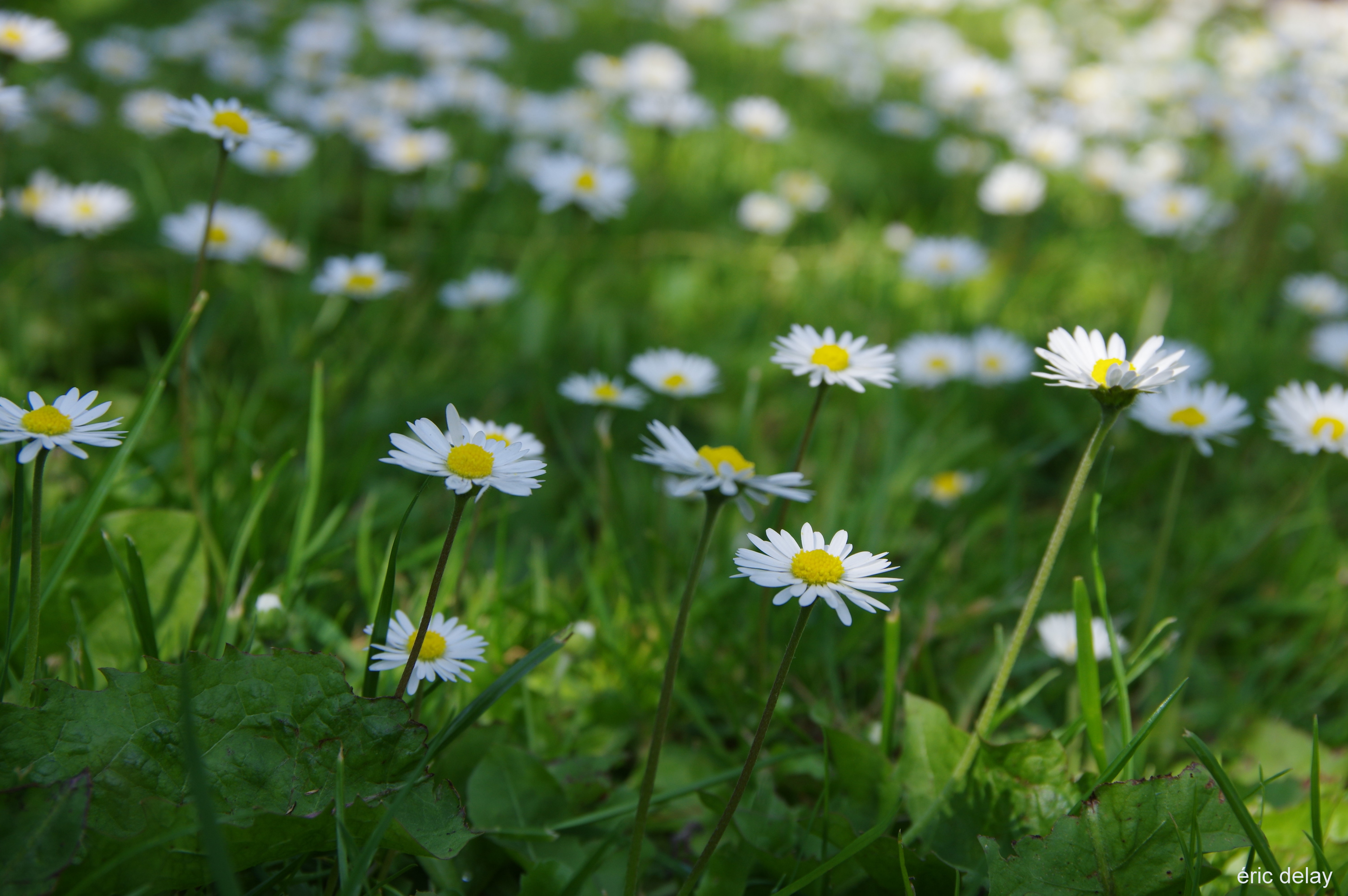 Fonds d'cran Nature Fleurs Fleur