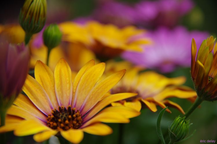 Fonds d'cran Nature Fleurs Fleur