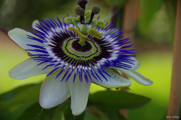 Fonds d'cran Nature Fleurs Fleur