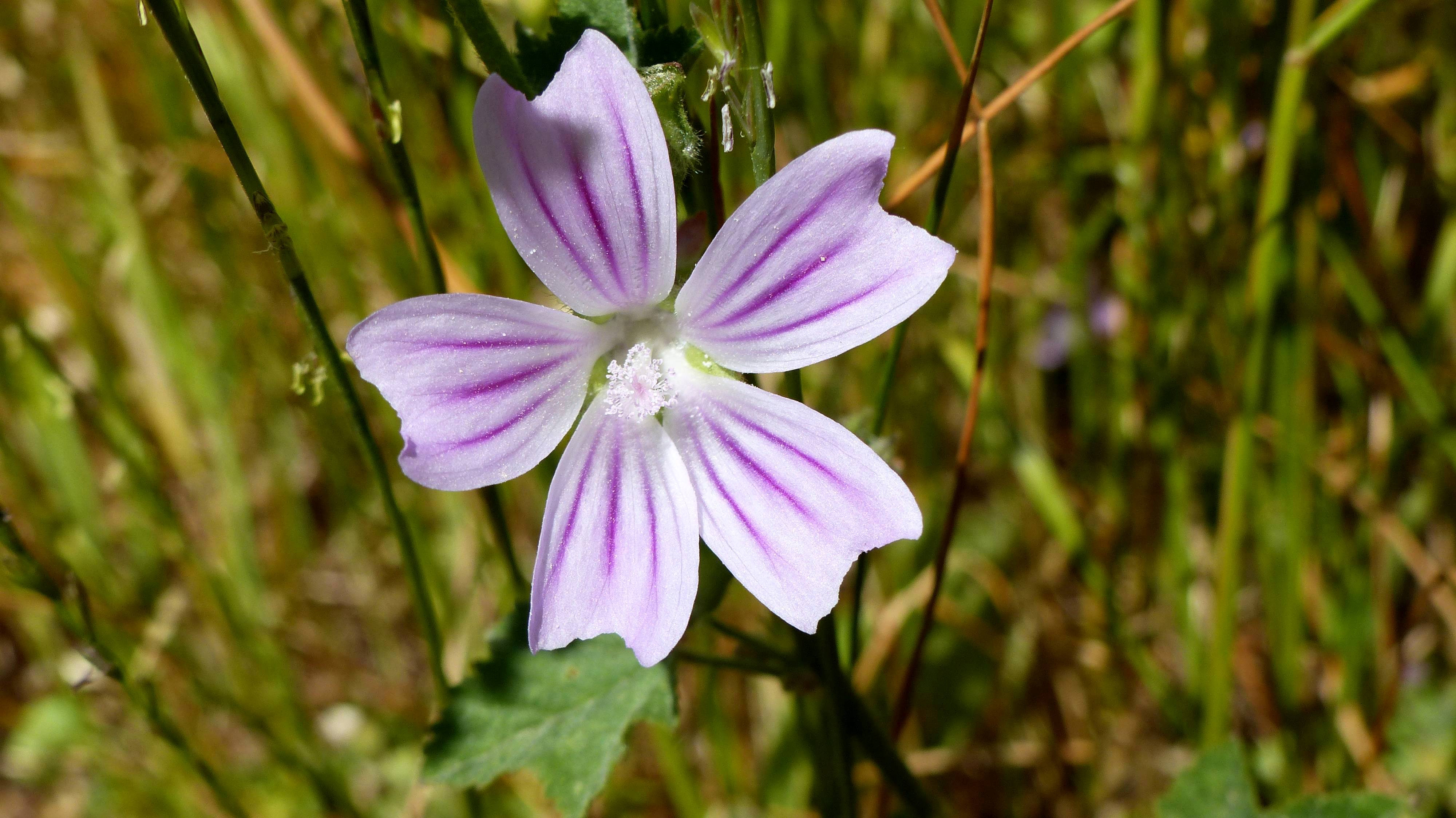 Fonds d'cran Nature Fleurs Fleurs 01