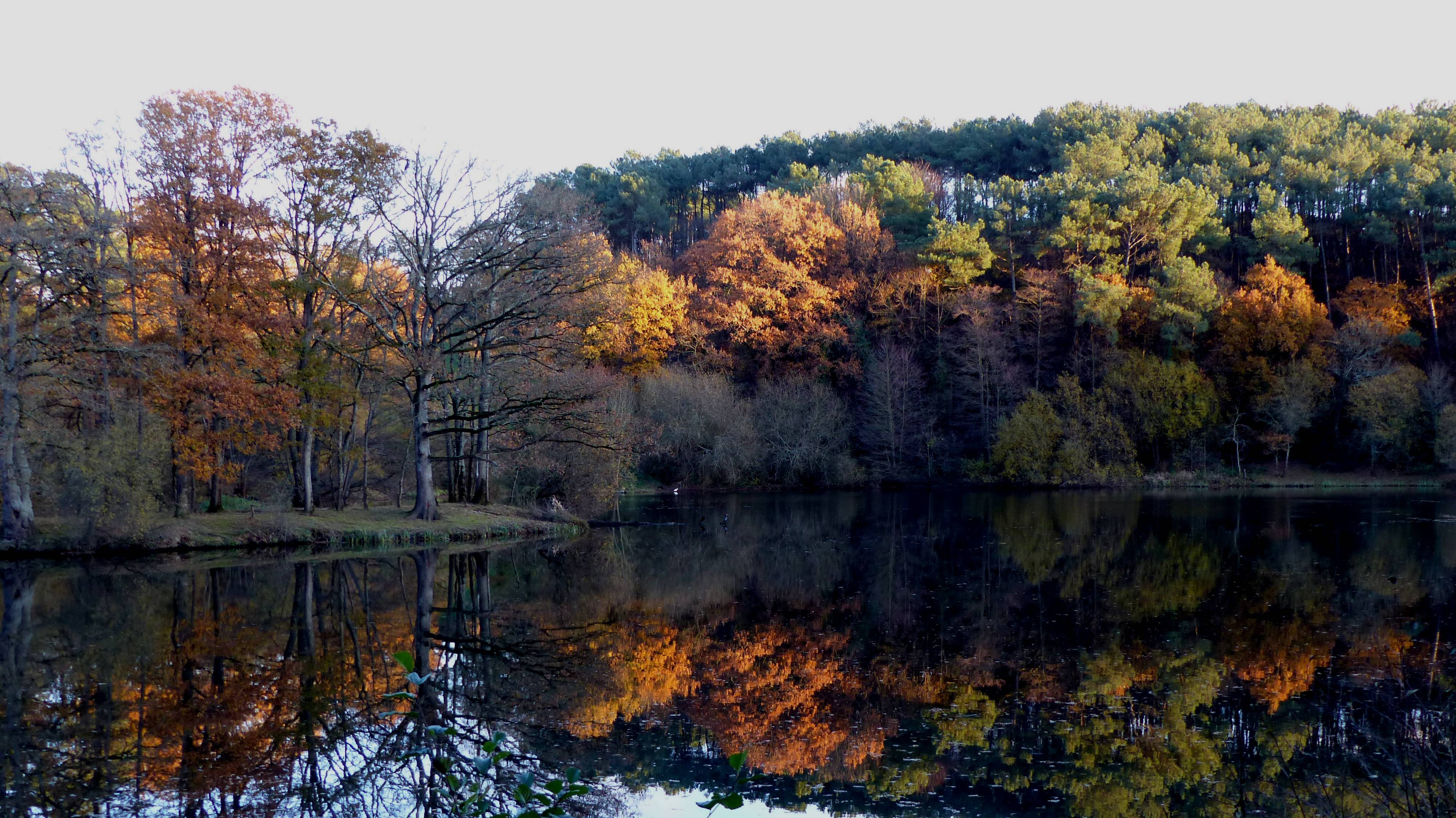 Fonds d'cran Nature Arbres - Forts Reflets