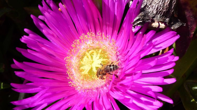 Fonds d'cran Animaux Insectes - Abeilles Gupes ... Abeille au travail