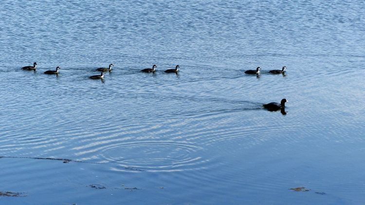 Fonds d'cran Animaux Oiseaux - Divers Papa Maman et les petits