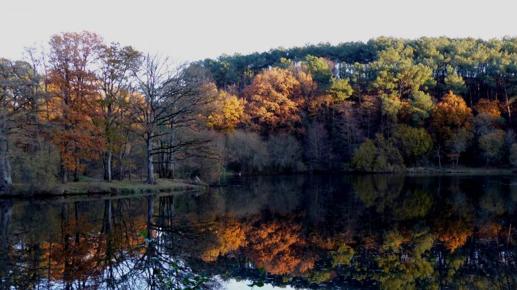 Fonds d'cran Nature Arbres - Forts Reflets