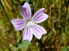  Nature Fleurs 01