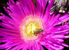  Animaux Abeille au travail