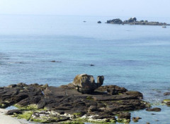 Fonds d'cran Nature Sentier côtier Anse de Lesconil 01