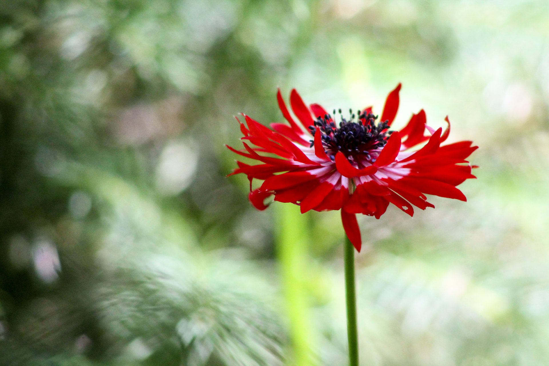 Wallpapers Nature Flowers 